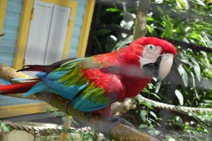 Guadeloupe Août 2015-02816        